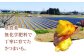 無農薬・無化学肥料で丁寧に育てたさつまいも