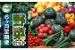 大玉村の野菜セット《6ヶ月定期便》10種類前後の野菜詰め合わせ！