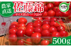 さくらんぼ 佐藤錦 500g 2026 年産 先行予約 バラ詰め サイズ混合（M/L/LL） ｜ 朝採れ もぎたて 農家直送 産地直送 果物 フルーツ 旬 新鮮 お取り寄せ ギフト 贈り物 サクランボ 令和8年分 福島県 大玉村 菊地果樹園 ｜ OT20-004-R8
