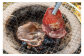 《一番人気》こだわりの薄切り牛タン 焼肉 500g【02029】