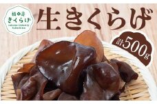 福寿「生キクラゲ」500g (100g×5パック) きくらげ きのこ キノコ F6Q-108