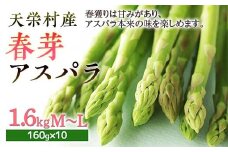 【先行予約】 ≪天栄村産≫ 春芽アスパラM～Lサイズ 1.6kg F21T-070