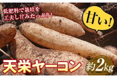 甘い！特別栽培で作った天栄ヤーコン 約2kg 生芋 レシピ様々 芋 イモ 根菜 福島県 天栄村 F21T-114