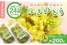 収穫から24時間以内に発送！ほろ苦い春の味わい「ふきのとう」Lサイズ200g（約16個） F21T-348