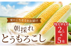 朝採れとうもろこし 5本セット 2L(2024年9月より順次発送)【 ふるさと納税 人気 おすすめ ランキング 夏のごちそう とうもろこし トウモロコシ コーン 旬 ゴールドラッシュ 糖度 甘味 焼きもろこし フルーツ野菜 福島県 北塩原村 送料無料 】KBJ009