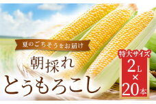 朝採れとうもろこし 20本セット 2L(2024年9月より順次発送) 【 ふるさと納税 人気 おすすめ ランキング 夏のごちそう とうもろこし トウモロコシ コーン 旬 ゴールドラッシュ 糖度 甘味 焼きもろこし フルーツ 福島県 北塩原村 送料無料 】 KBJ007
