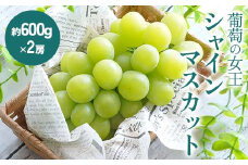 《先行予約》シャインマスカット 約1.2kg (約600g×2房) シャインマスカット マスカット ぶどう ブドウ 葡萄 フルーツ くだもの デザート 先行予約 予約 F4D-0075