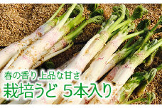 山の春の香り 栽培うど (5本入り) ウド 山菜 うど 春の味覚 天ぷら きんぴら 食品 F4D-0074