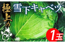 《先行予約》＜令和5年2月中旬から発送予定＞ 極上の雪下キャベツ (1玉) 雪下キャベツ きゃべつ キャベツ 1玉 雪下 生野菜 やさい 野菜 国産 サラダ 千切り 炒め物 先行予約 予約 食品 F4D-0004