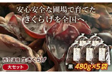 《期間限定》西会津産 生きくらげ 大セット (黒480g×5袋) 完全無農薬 生 きくらげ 木耳 キクラゲ 国産 おつまみ 食品 F4D-0233
