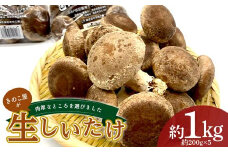 きのこ屋の肉厚なところを選んだ生しいたけ 約1kg(約200g×5パック) 生しいたけ 椎茸 シイタケ しいたけ 会津産 生 きのこ 食品 F4D-0702