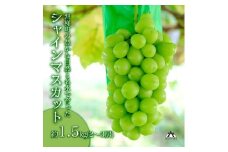 【先行予約】磐梯町産 シャインマスカット 約1.5kg（2房～3房）　※2025年9月～10月発送予定