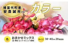 【2025年先行予約】【数量限定】花 カラー ( 生花 ) 30～40cm おまかせミックス 20本前後 生産者：安斎誠市 猪苗代産 プレゼント 贈り物 ギフト ※2025年9月上旬より順次発送予定 ※沖縄・離島への配送不可