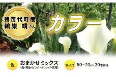 【2025年先行予約】【数量限定】花 カラー ( 生花 ) 60～70cm おまかせミックス 20本前後 生産者：鶫巣靖 猪苗代産 プレゼント 贈り物 ギフト ※2025年9月上旬より順次発送予定 ※沖縄・離島への配送不可