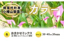 【2025年先行予約】【数量限定】花 カラー ( 生花 ) 30～40cm おまかせミックス 20本前後 生産者：小檜山栄喜 猪苗代産 プレゼント 贈り物 ギフト ※2025年9月上旬より順次発送予定 ※沖縄・離島への配送不可