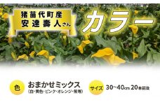 【2025年先行予約】【数量限定】花 カラー（生花）30～40cm おまかせミックス 20本前後 生産者：安達壽人 猪苗代産 プレゼント 贈り物 ギフト ※2025年9月上旬より順次発送予定 ※沖縄・離島への配送不可