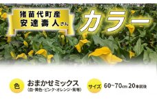 【2025年先行予約】【数量限定】花 カラー（生花）60～70cm おまかせミックス 20本前後 生産者：安達壽人 猪苗代産 プレゼント 贈り物 ギフト ※2025年9月上旬より順次発送予定 ※沖縄・離島への配送不可