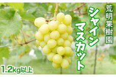 [予約開始！]  人生をかけた、極上 ぶどう （ シャインマスカット ） 1.2kg 以上 （2～3房）荒明果樹園 17-H ※2024年10月中旬頃～順次発送予定