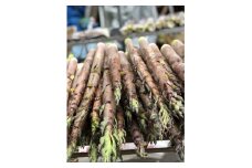 33-F　会津産　淡竹タケノコ　2.5kg（5～6本）米ぬか付き（東北・関東・信越・東海・北陸・近畿のみ）※2025年6月中旬頃より順次発送予定
