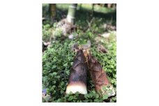 33-E　会津産　孟宗タケノコ　2.5kg（2～3本）米ぬか付き（東北・関東・信越・東海・北陸・近畿のみ）※2025年5月中旬頃より順次発送予定