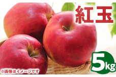 50-B 伊藤りんご園 紅玉 5kg｜りんご リンゴ 林檎 果物 くだもの フルーツ 福島県 会津坂下町 20～23玉 蜜 ※2025年10月上旬頃より順次発送予定