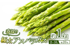 60-A 極太アスパラガス2～3Lサイズ1kg（約20本）※2025年4月下旬～5月下旬頃に順次発送予定