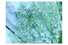 金山町産　純白のかすみ草花束