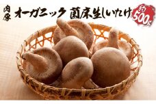 オーガニック 菌床生しいたけ 約500g [№5734-0108]