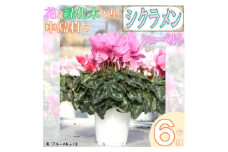 ＜先行予約＞シクラメン6号鉢(シューベルト)　ブルーメあぶくま【1494360】