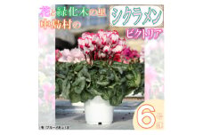 ＜先行予約＞シクラメン6号鉢(ビクトリア)　ブルーメあぶくま【1494362】