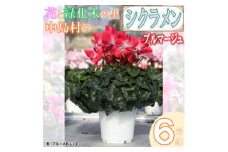 ＜先行予約＞シクラメン6号鉢(プルマージュ)　ブルーメあぶくま【1494364】