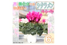 ＜先行予約＞シクラメン6号鉢(ベートーベン)　ブルーメあぶくま【1494367】