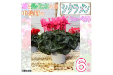 ＜先行予約＞シクラメン6号鉢(シューベルト)　水野谷園芸【1494352】