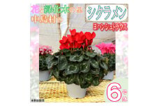 ＜先行予約＞シクラメン6号鉢(ヨハンシュトラウス)　水野谷園芸【1494354】