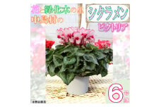＜先行予約＞シクラメン6号鉢(ビクトリア)　水野谷園芸【1494356】
