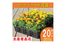＜先行予約＞マリーゴールド花苗セット(20+4ポット)【1494369】