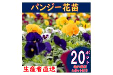 ＜先行予約＞パンジー花苗セット(20+4ポット)【1494370】