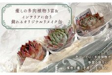 癒しの多肉植物３苗＆インテリアに合う飾れるオリジナルリメイク缶 F6U-055
