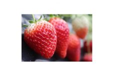 棚倉産いちご入り野菜詰め合わせセット【1017728】