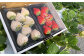 【早期予約・数量限定】いちご紅白パック(天使のいちごⓇ1Pと赤苺1P)　合計500g 250g×2パック【1000601】