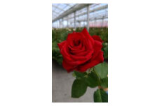 薔薇の花束単色10本セット【レッドエレガンス（赤色）】