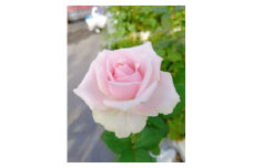 薔薇の花束単色10本セット【スィートアヴァランチェ（淡いピンク）】
