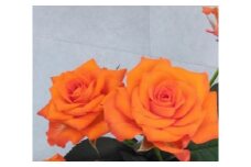 薔薇の花束単色10本セット【マドリード（濃いオレンジ）】