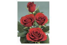 薔薇の花束単色10本セット【サムライ（濃赤）】