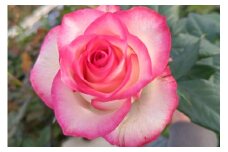 薔薇の花束単色10本セット【ジュミリア（縁どりピンク）】
