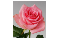 薔薇の花束単色10本セット【ブロッサムピンク（ピンク色）】