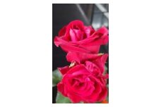 3ヶ月連続定期便！薔薇の花束 レッドエレガンス10本セット