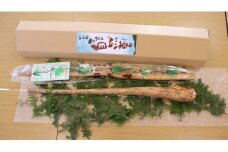 川内村高田島産 天空の「自然薯」（野生種） じねんじょ 山菜 健康食 1.5kg