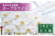 【鴻巣花き市場品評会で最高賞受賞】白大輪コチョウラン5本立て　２０２５年度受付