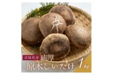 原木生しいたけ 約1kg・肉厚【1455528】